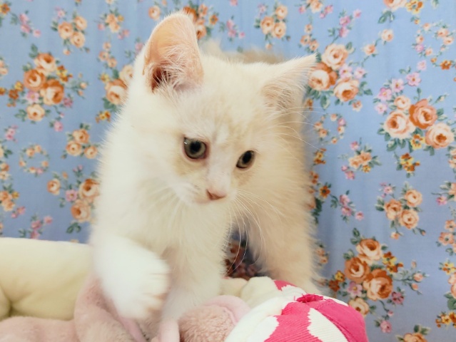 スコティッシュフォールド