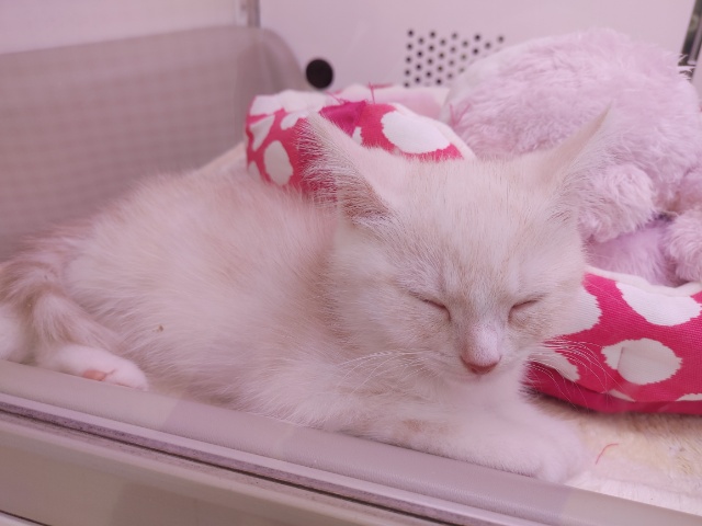 スコティッシュフォールド