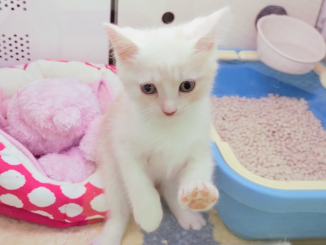 スコティッシュフォールド