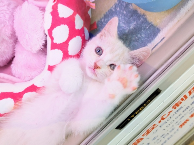 スコティッシュフォールド