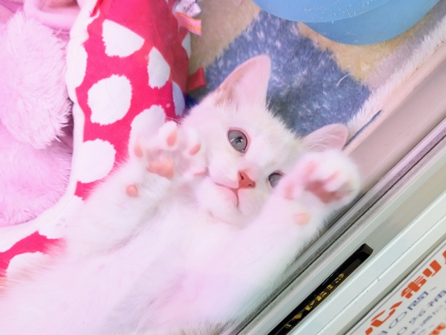 スコティッシュフォールド