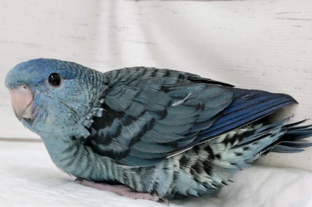 サザナミインコ