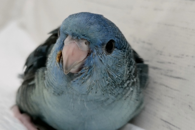 サザナミインコ