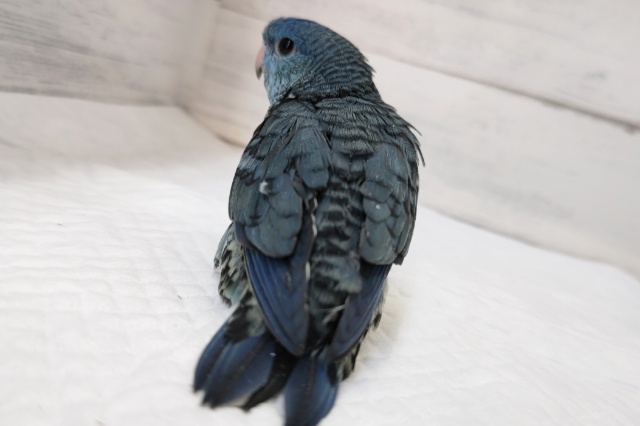 サザナミインコ