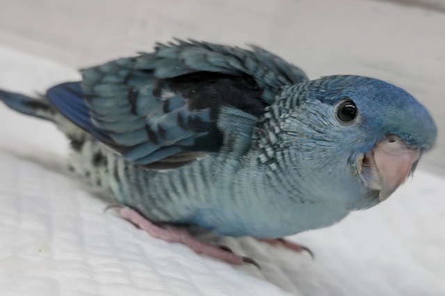 サザナミインコ