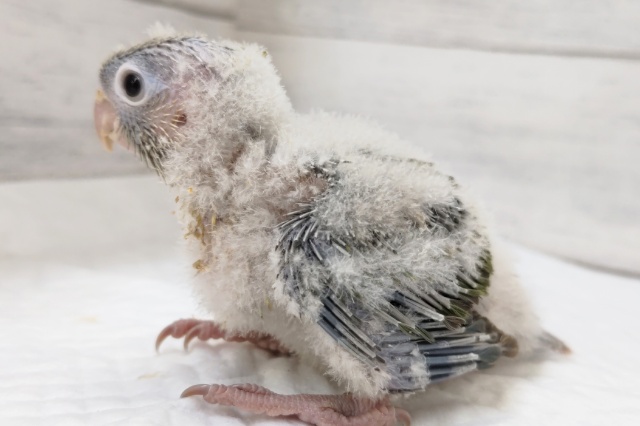 ホオミドリウロコインコ