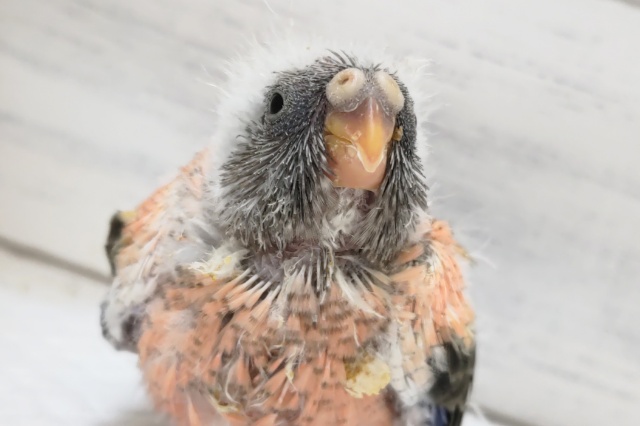 アキクサインコ（秋草インコ）