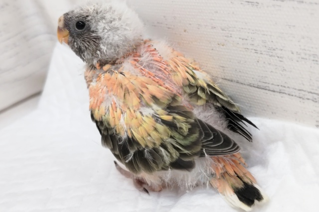 アキクサインコ（秋草インコ）