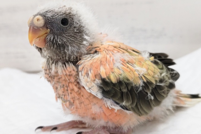 アキクサインコ（秋草インコ）