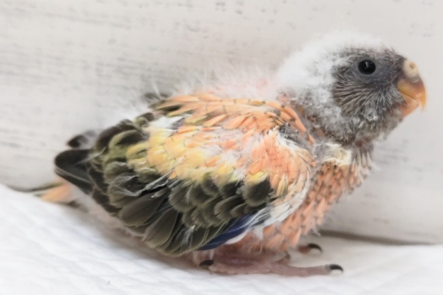 アキクサインコ（秋草インコ）