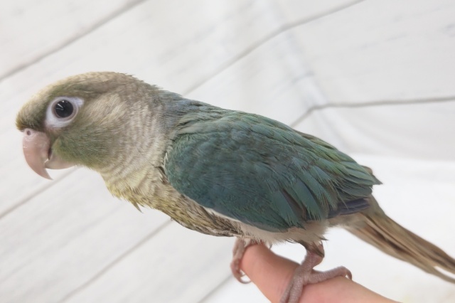 ホオミドリウロコインコ