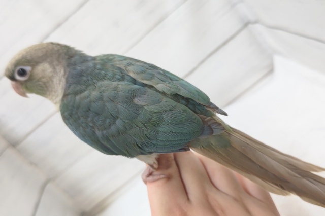 ホオミドリウロコインコ