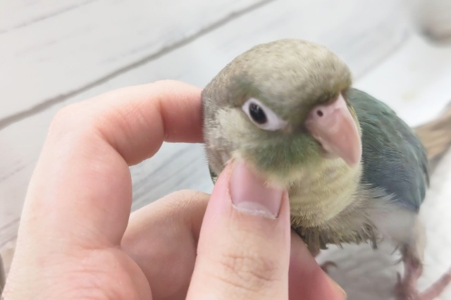 ホオミドリウロコインコ