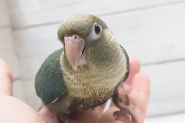ホオミドリウロコインコ