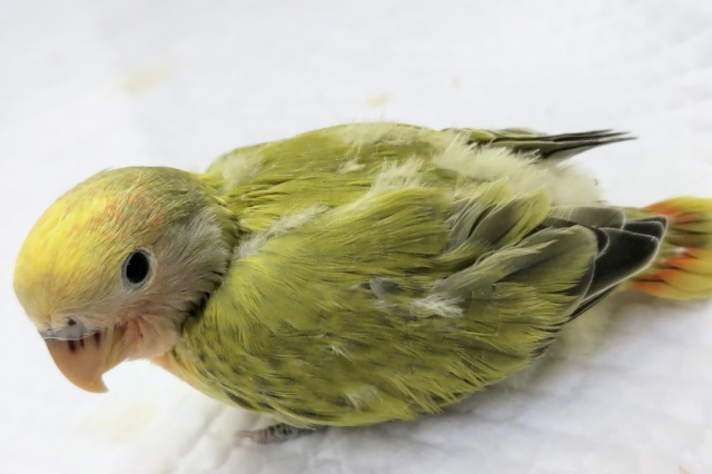 コザクラインコ（小桜インコ）