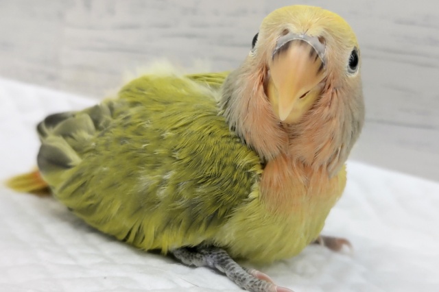 コザクラインコ（小桜インコ）