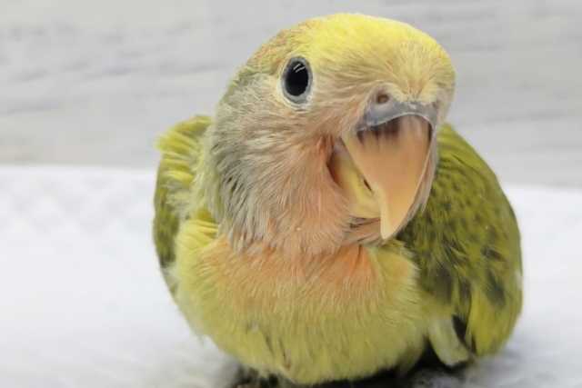 コザクラインコ（小桜インコ）