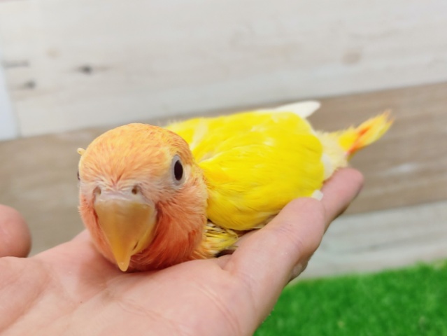 コザクラインコ（小桜インコ）