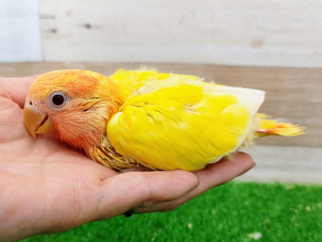 コザクラインコ（小桜インコ）