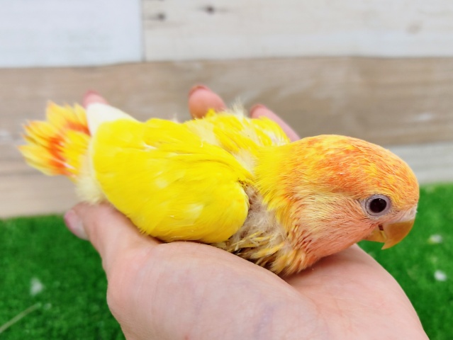 コザクラインコ（小桜インコ）