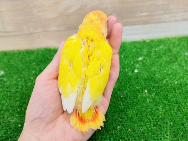 コザクラインコ（小桜インコ）