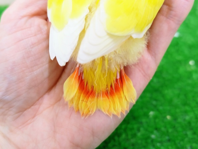 コザクラインコ（小桜インコ）