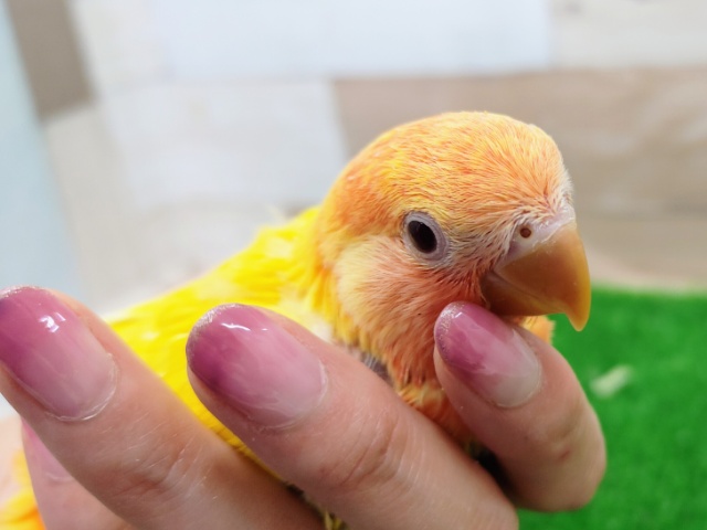 コザクラインコ（小桜インコ）