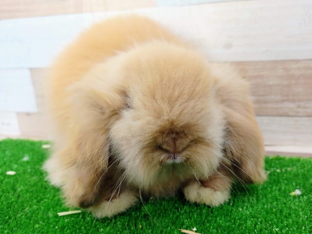 アメリカンファジーロップ