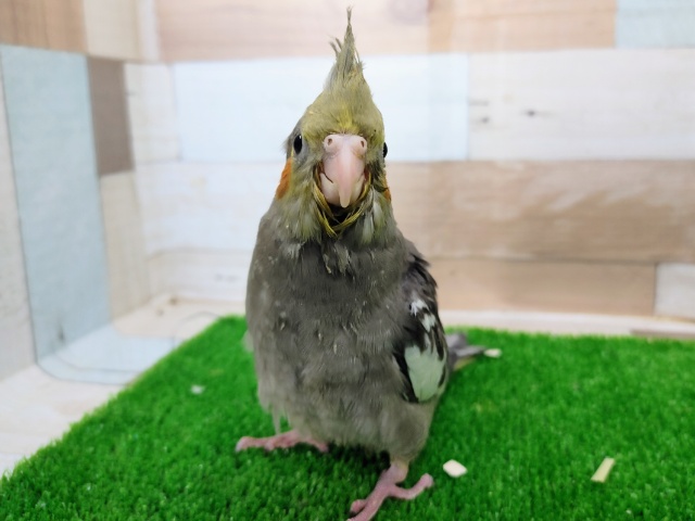 オカメインコ