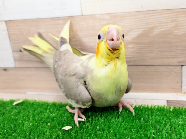 オカメインコ