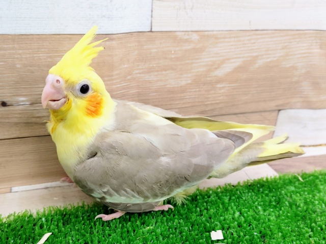 オカメインコ