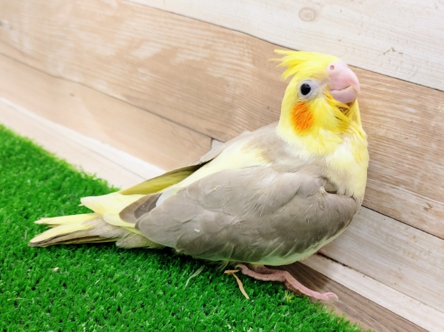 オカメインコ