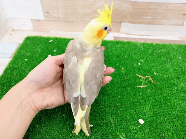オカメインコ