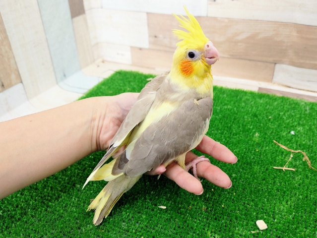 オカメインコ