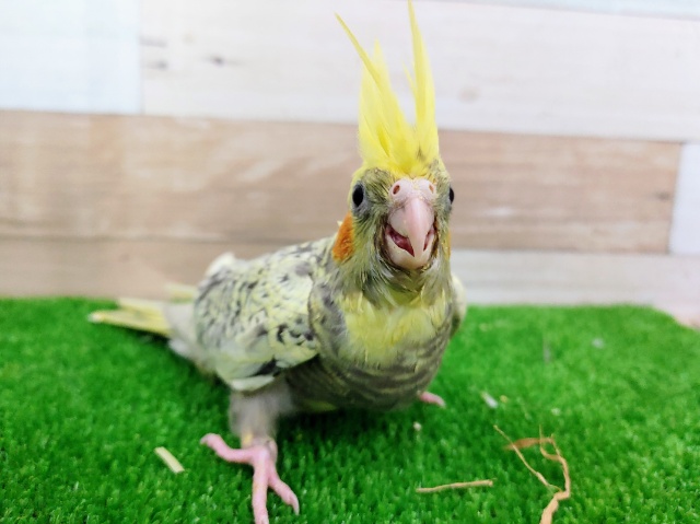 オカメインコ