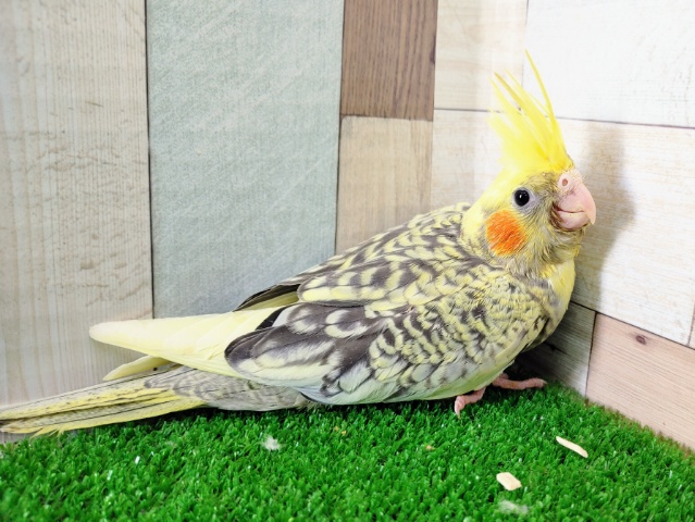 オカメインコ