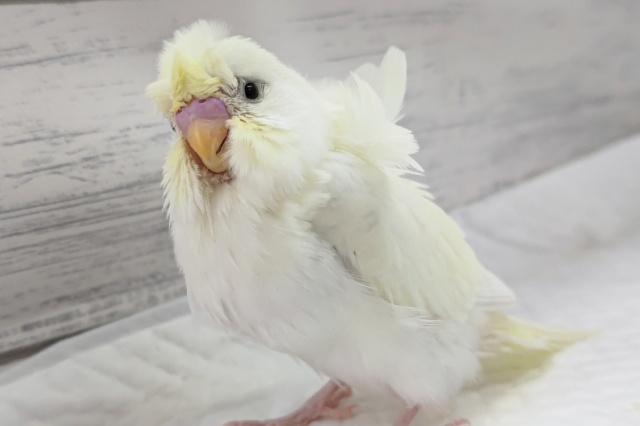 羽衣セキセイインコ