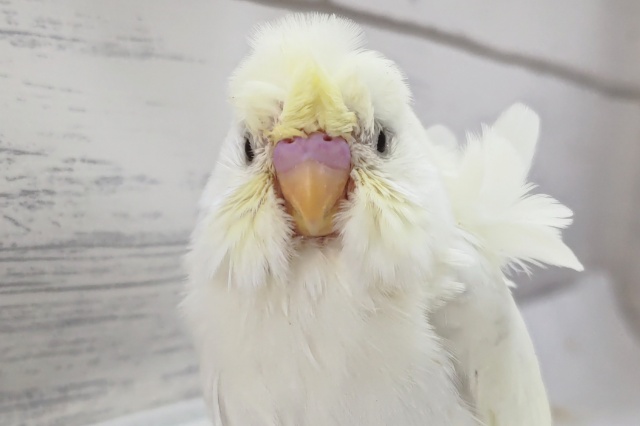 羽衣セキセイインコ