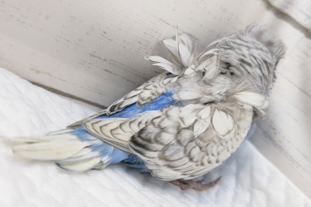 羽衣セキセイインコ