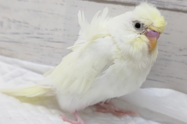 羽衣セキセイインコ