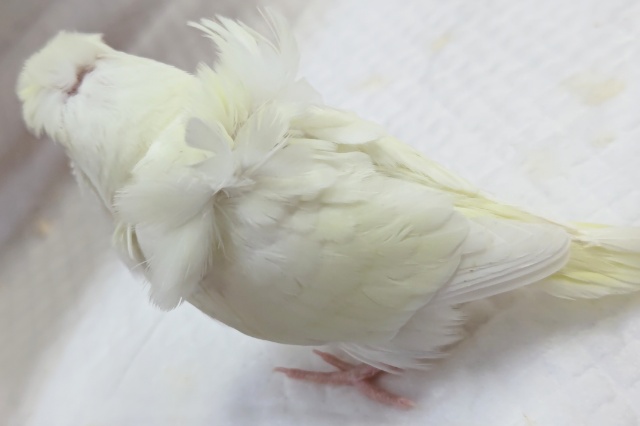 羽衣セキセイインコ