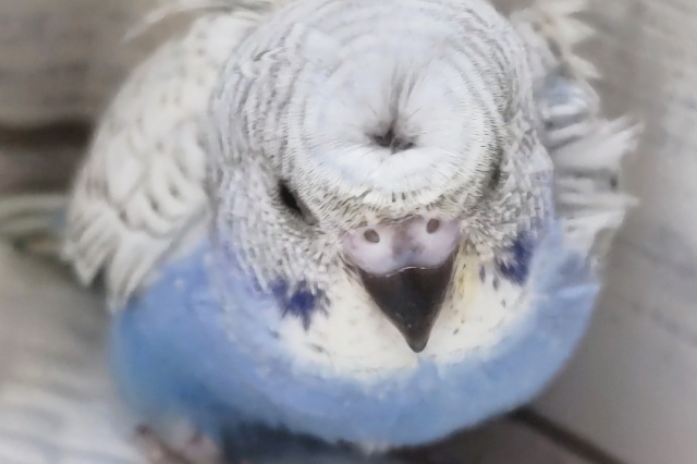 羽衣セキセイインコ