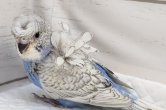 羽衣セキセイインコ
