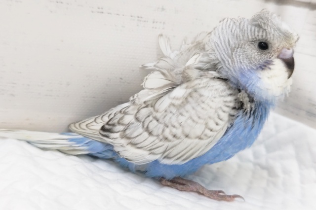 羽衣セキセイインコ