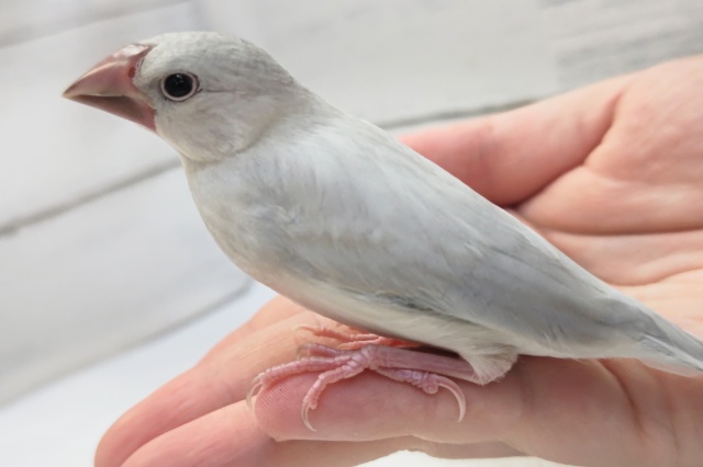 シルバー文鳥