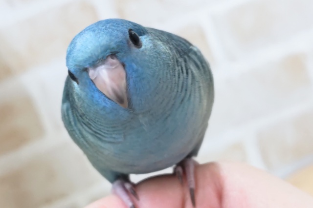 サザナミインコ