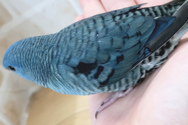 サザナミインコ