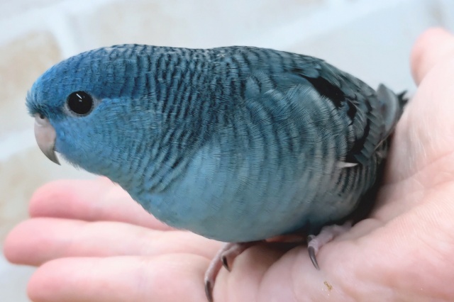 サザナミインコ