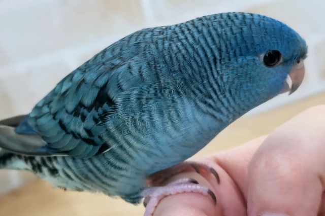 サザナミインコ