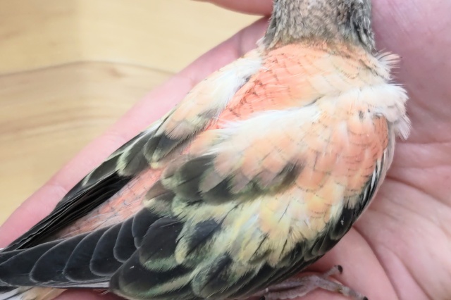 アキクサインコ（秋草インコ）